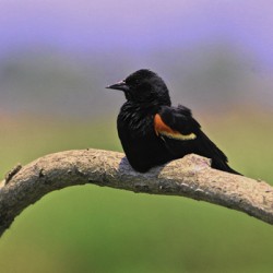 Perched Red Winged Blackbird