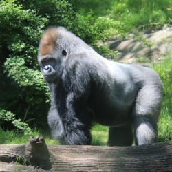 Silverback Gorilla