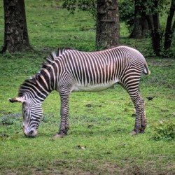 Sleeping While Standing