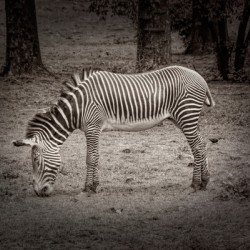 Sleeping While Standing In Black and White