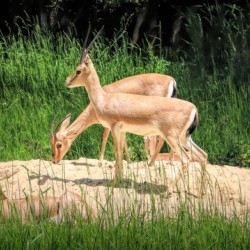 Slender Horn Gazelles