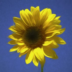 Sunflower And The Sky