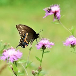 Swallowtail On Wild Flowers