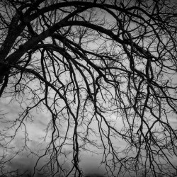 The Naked Tree Silhouette