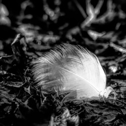 White Feather