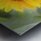 Sunflower In Chalk Metal print