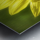 Beauty On The Back Metal print