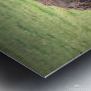 America Bison  Impression metal