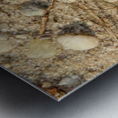 Eastern Pondhawk  Impression metal