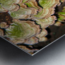 Green and White Turkey Tail  Impression metal