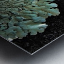 Lichen On Wood Impression metal