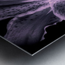 Black And White Stargazer Lily  Impression metal