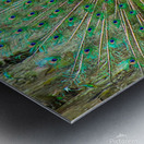 Brilliant Peacock Metal print