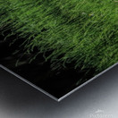 Slender Horn Gazelles Metal print