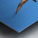 Osprey Takeoff Metal print