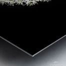 White Allium Metal print