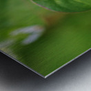 Cabbage White Butterfly On Globe Amaranth Impression metal