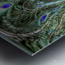 Peacock Underwater Metal print