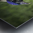 Peacock Profile Impression metal