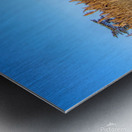 Walkway Through The Wetlands Metal print