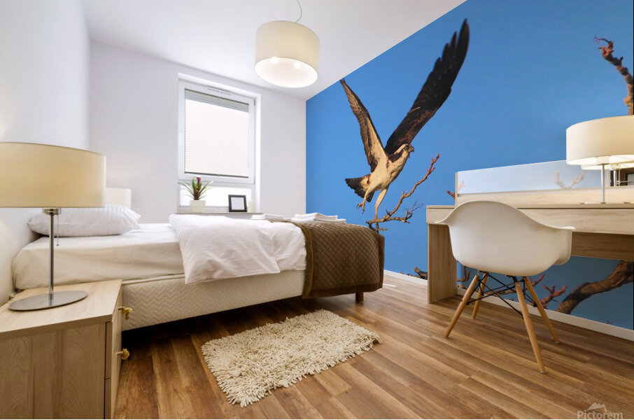 Osprey Takeoff Mural print