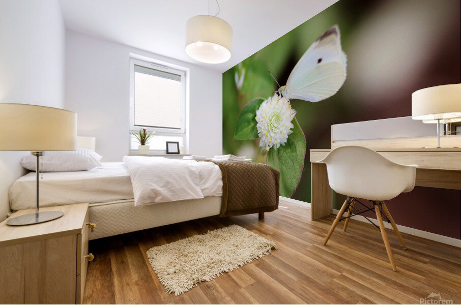 Cabbage White Butterfly On Globe Amaranth Mural print