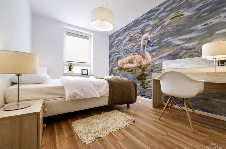 Cygnet On The Pond Mural print
