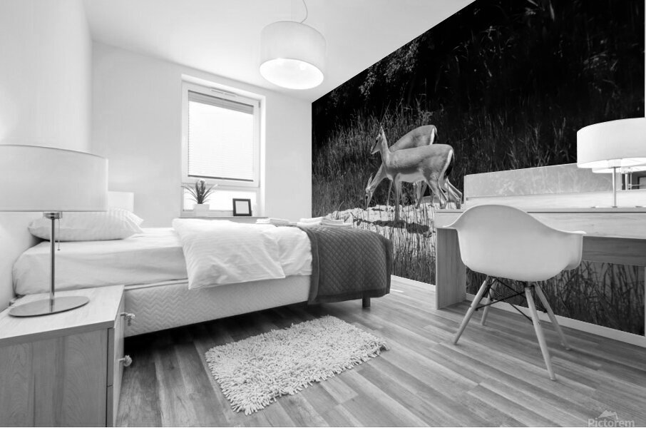 Slender Horned Gazelles In B&W Mural print