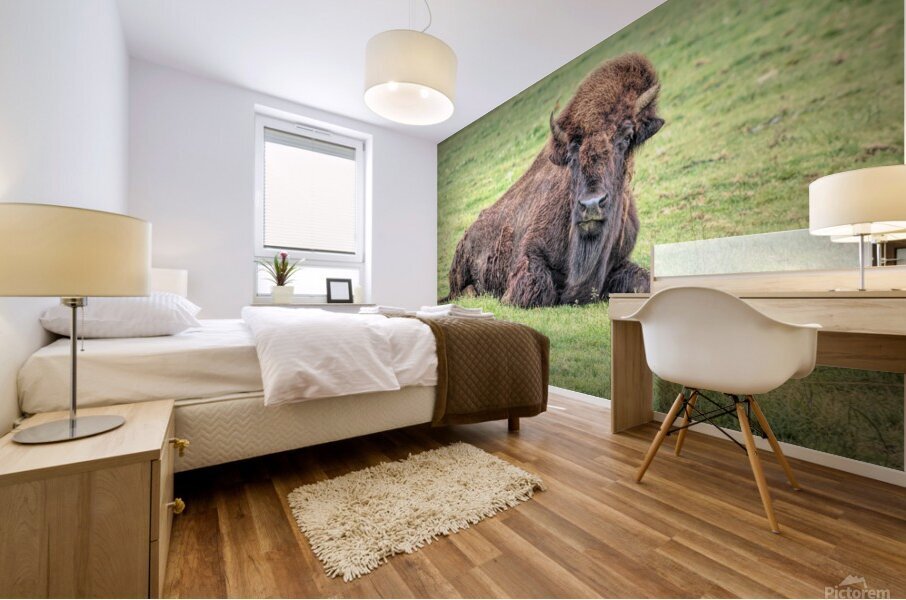 America Bison  Impression murale
