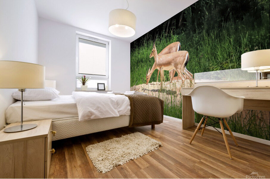 Slender Horn Gazelles Mural print