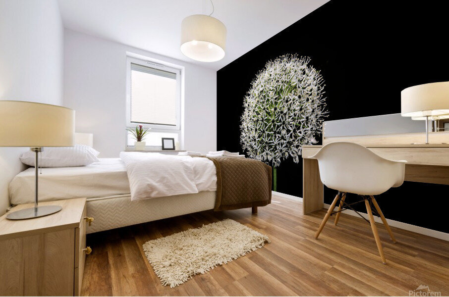 White Allium Mural print