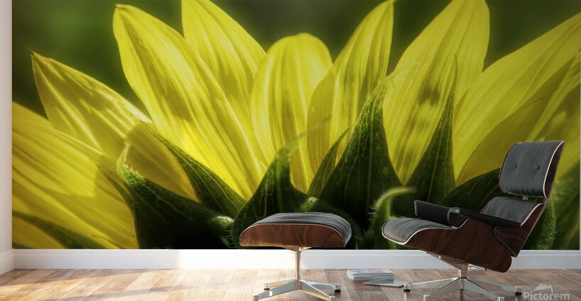 Beauty On The Back Wall Murals