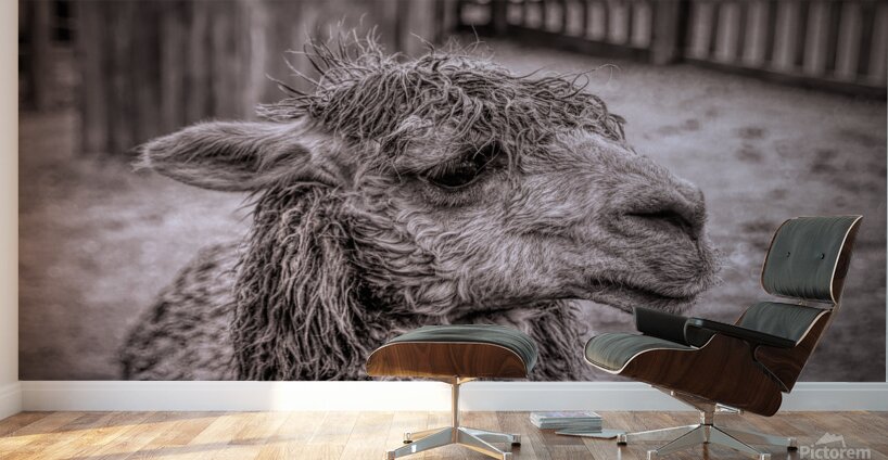 A Is For Alpaca Wall Murals