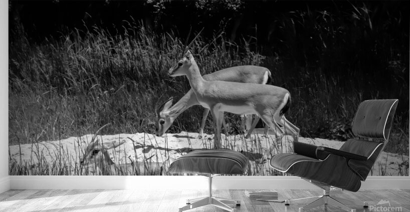 Slender Horned Gazelles In B&W Wall Murals