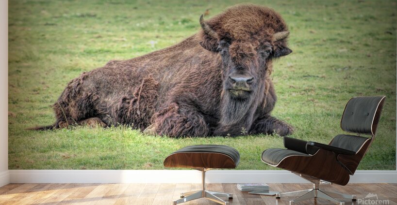 America Bison  Wall Murals