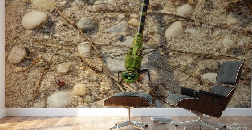 Eastern Pondhawk  Wall Murals