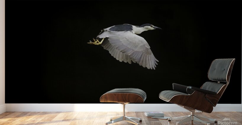 Black Crown Night Heron In Flight Wall Murals