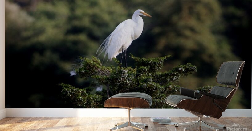 The Lookout Wall Murals