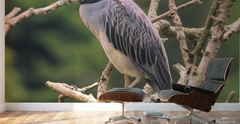 Studious Yellow Crown Wall Murals