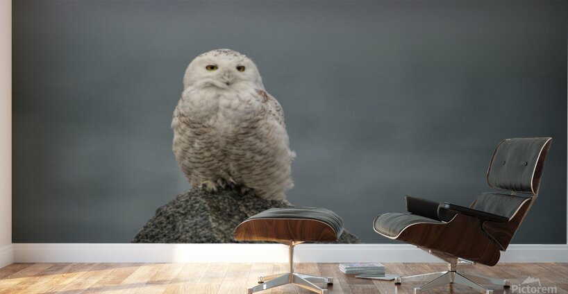 Fog and Snowy Wall Murals