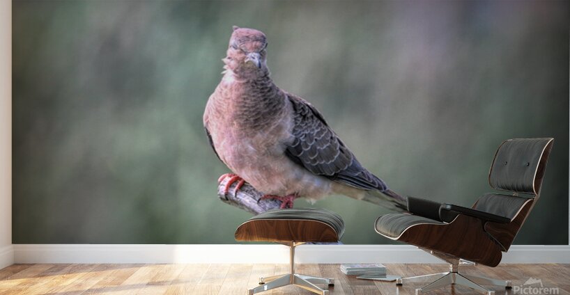 Sleeping With One Eye Open Wall Murals