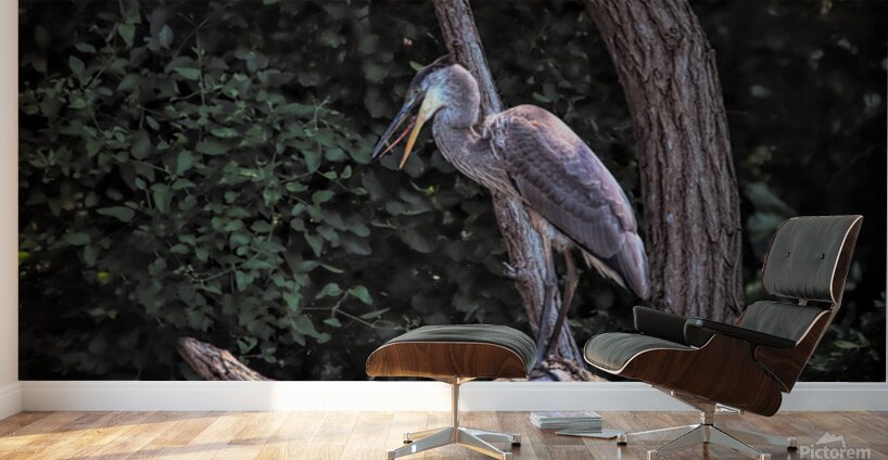 Great Blue Yawning Wall Murals