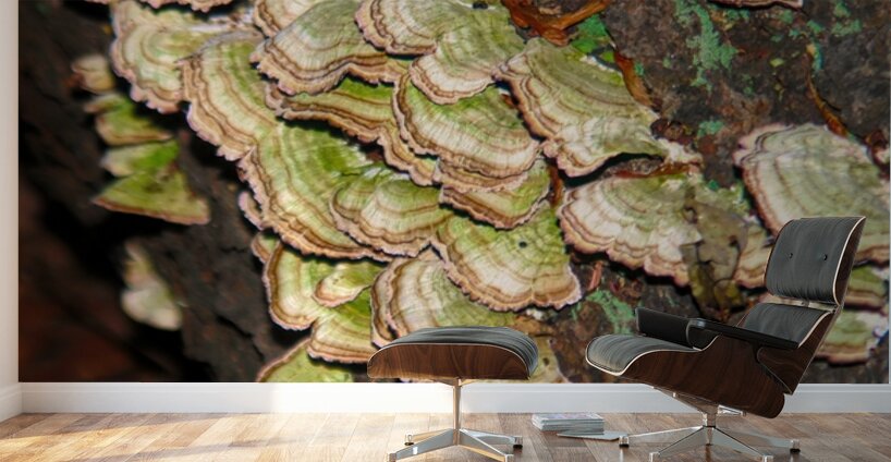 Green and White Turkey Tail  Wall Murals