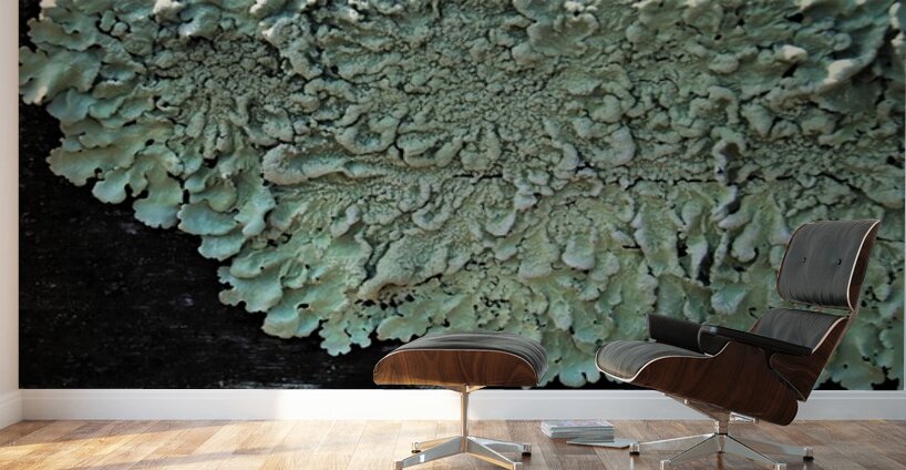 Lichen On Wood Wall Murals