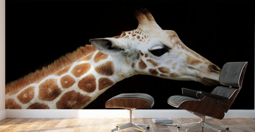 Ollie Giraffe Wall Murals
