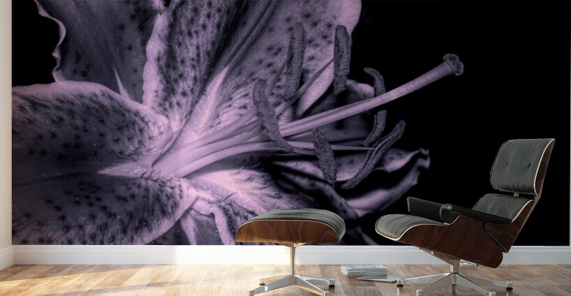Black And White Stargazer Lily  Wall Murals