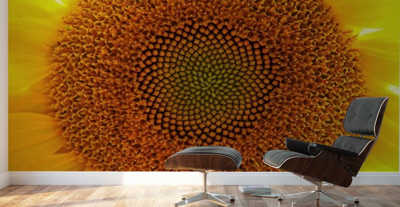 Fibonaccis Spiral  Wall Murals