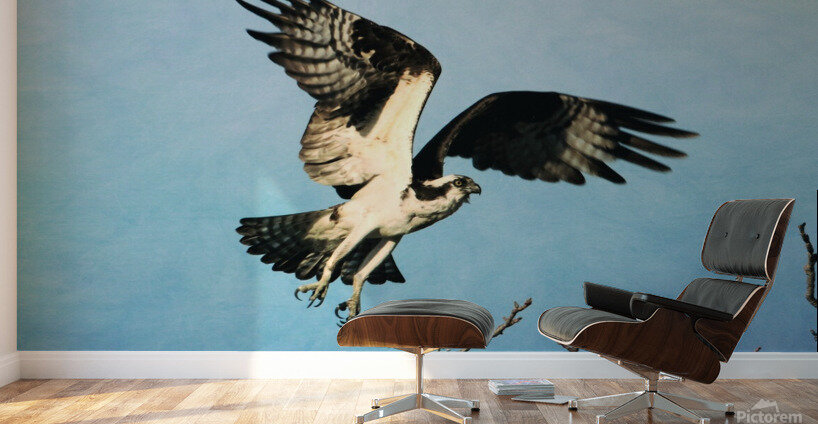 Osprey Taking Flight Wall Murals