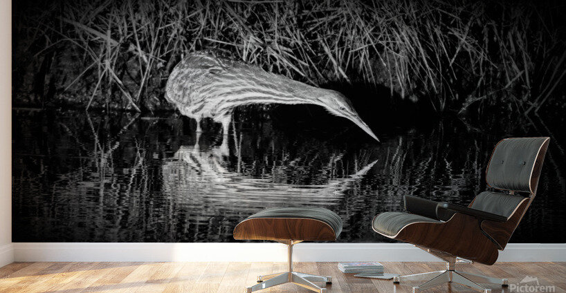 Bittern Reflection In Black and White Wall Murals