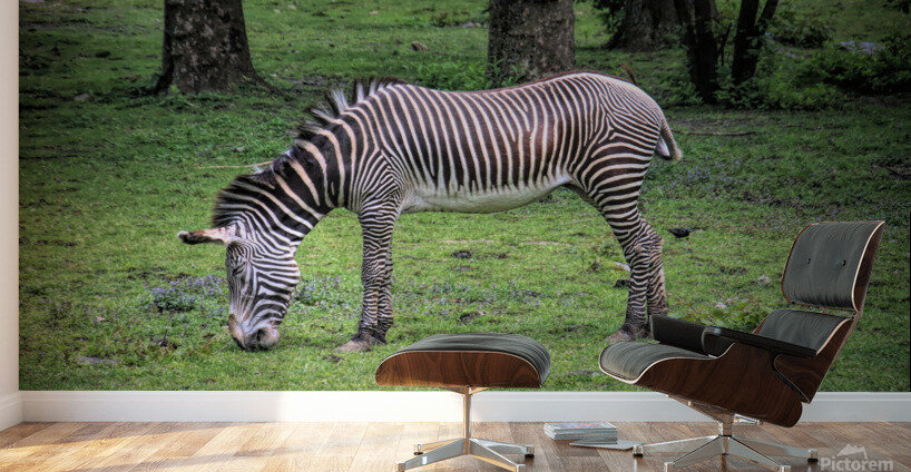 Sleeping While Standing Wall Murals